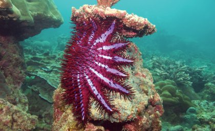 A single female crown-of-thorns starfish can produce up to 120 million offspring in one spawning season A single female crown-of-thorns starfish can produce up to 120 million offspring in one spawning season